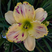 eavenly Beautiful and Broken Daylily